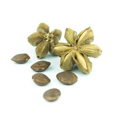 sacha inchi peanut seed isolated on white background