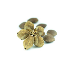sacha inchi peanut seed isolated on white background