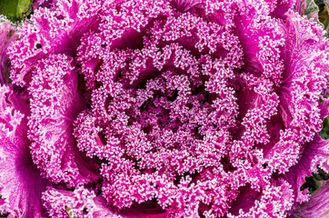 Ornamental kale frost covered on autumn morning