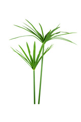 papyrus green plant isolated on white background