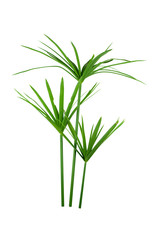 papyrus green plant isolated on white background