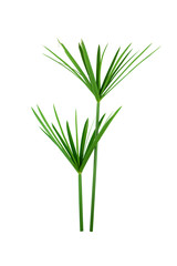 papyrus green plant isolated on white background