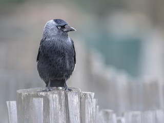 Western Jackdaw on a garden fence