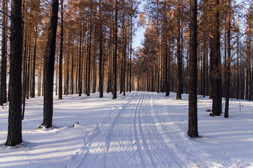 Loipe im Wald