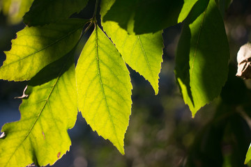 Foliage