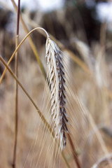 Ripe rye spike
