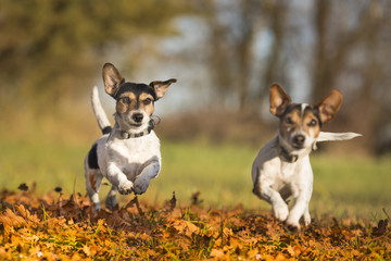Two small dogs running over autumn leaves - jack russell