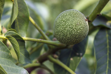 Unripe walnuts on a branch with green leaves close up