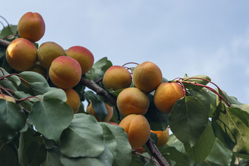Ripe apricots on a branch with green leaves