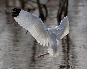 Water Landing