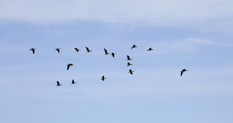 Flying wild geese in sky