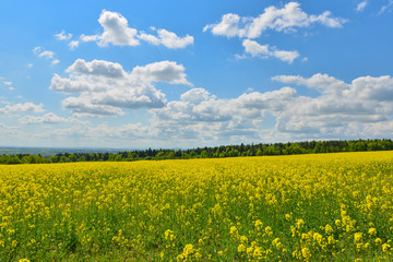 Fototapeta premium Field of rape in spring countryside