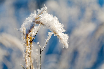 dry plant frosted closeup