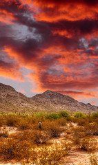 Sonora Desert Arizona
