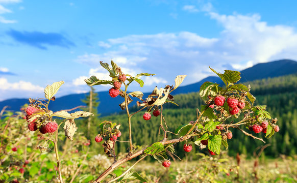 Wild raspberries and summer Carpathians.
