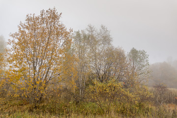 Fototapeta na wymiar Autumn landscape of forest, Vitosha Mountain, Sofia City Region, Bulgaria