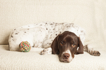 english pointer dog