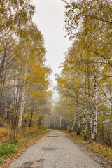 Fototapeta premium Autumn view with birches along the way, Vitosha Mountain, Sofia City Region, Bulgaria