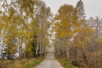 Amazing Autumn view with birches along the way, Vitosha Mountain, Sofia City Region, Bulgaria
