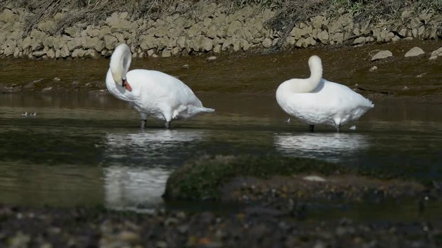 Pair of Mute Swans, Mute Swan, Swans, Birds