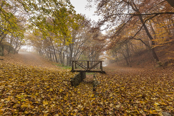 Landscape with Fog in the yellow forest and wooden bridge, Vitosha Mountain, Sofia City Region, Bulgaria