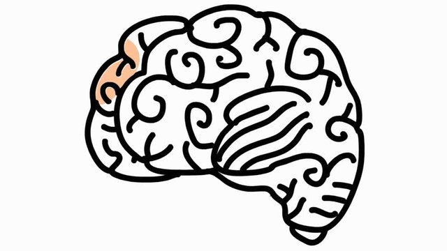 brain line drawing illustration animation with transparent background