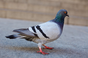 City Pigeon