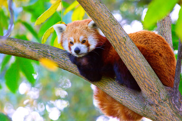 Cute little red panda resting on a tree after a lunch