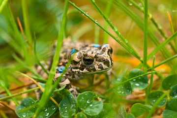 Green frog in the grass