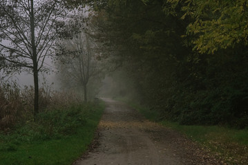 Country trail between the trees in the mist