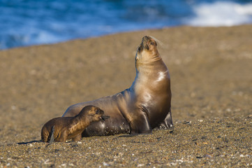 Sea Lion , Patagonia , Argentina