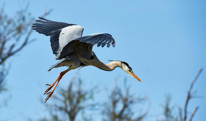 Obraz premium Grey heron in flight
