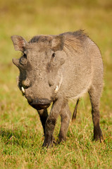Warthog photographed frontally