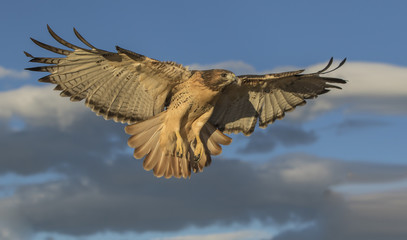 Red-Tail Returning - A well trained red-tailed hawk returns to its perch when summoned just after sunrise.