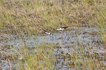 Black Necked Stilts in a Wetland