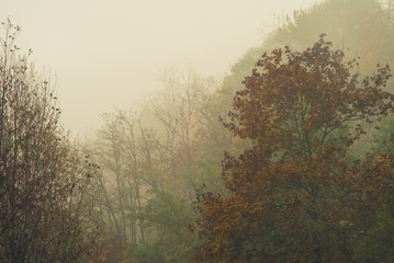 Obraz na płótnie Canvas Wild trees in the mist in autumn