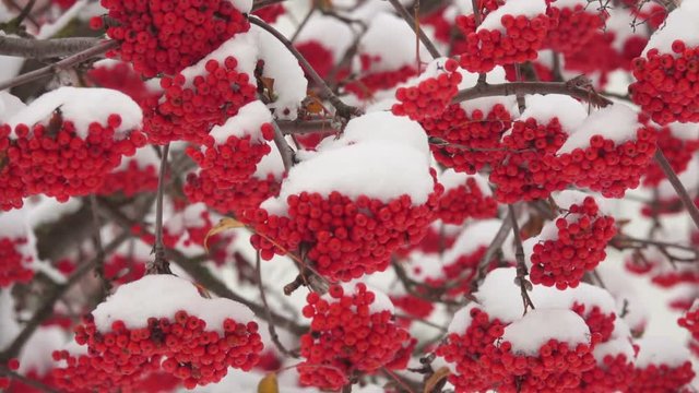 Snow-covered red bunches of rowan in the snow