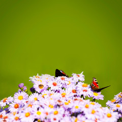 Green background with butterflies and bees on flowers