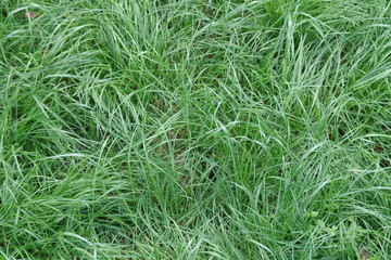 Green grass.