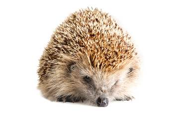 Fototapeta premium Portrait of a sad hedgehog on a white background