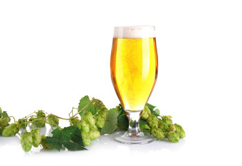 Glass of light beer and branch of hop isolated on white
