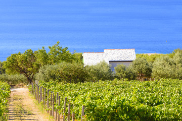 Fototapeta na wymiar Olives, olive trees, grapevine and vineyards of Dalmatian island Brac, Croatia