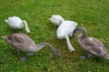 Swans eating grass on green meadow.