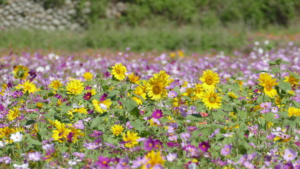 Obraz premium flower garden with very nice weather for background