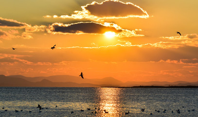 Bird flying and swimming on the sea at sunset, silhouette. Sun between clouds and  seagulls flying.