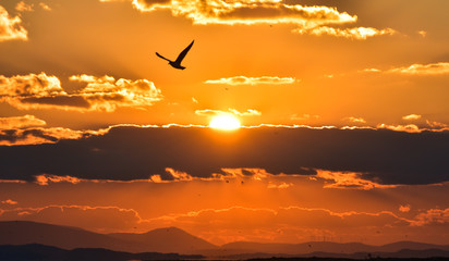 Sun between clouds and a seagull flying.