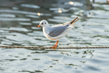 Seagull standing on a rope in marina.