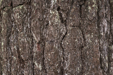 Bark textured, Pine of bark