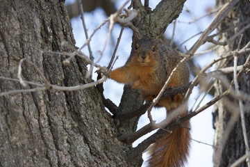 Squirrel Facing Camera
