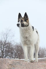 Naklejka premium Белый пёс с торчащими ушами